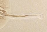 Rare, Fossil Stingray (Heliobatis) - Wyoming #93051-3